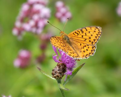 DARK GREEN FRITILLARY - Speyeria aglaja - GROTE PARELMOERVLINDER