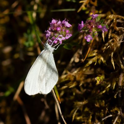 BOSWITJE - Leptidea sinapis - WOOD WHITE - PIÉRIDE DE LA MOUTARDE