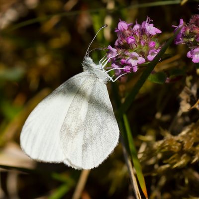 WOOD WHITE - Leptidea sinapis - BOSWITJE