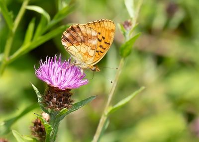 MARBLED FRITILLARY - Brenthis daphne - BRAAMPARELMOERVLINDER