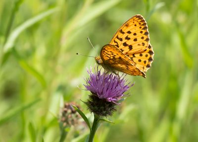 MARBLED FRITILLARY - Brenthis daphne - BRAAMPARELMOERVLINDER