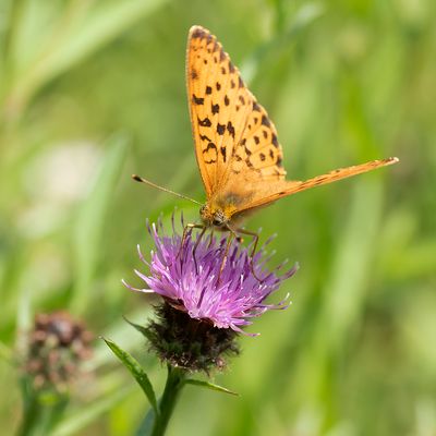 MARBLED FRITILLARY - Brenthis daphne - BRAAMPARELMOERVLINDER