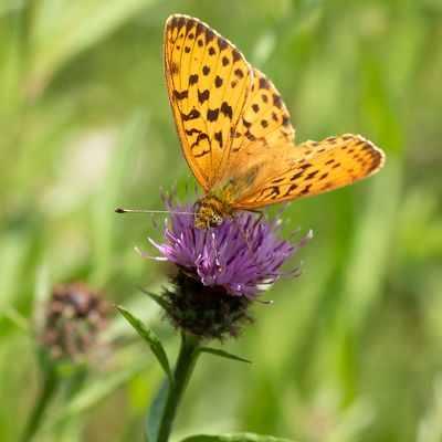 MARBLED FRITILLARY - Brenthis daphne - BRAAMPARELMOERVLINDER