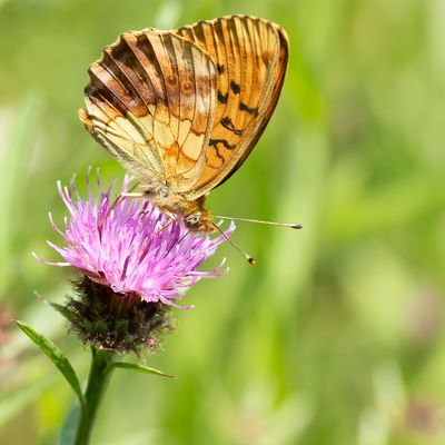 MARBLED FRITILLARY - Brenthis daphne - BRAAMPARELMOERVLINDER