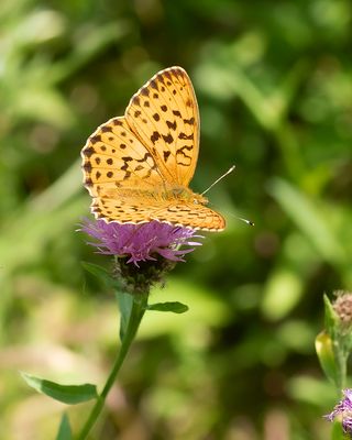 MARBLED FRITILLARY - Brenthis daphne - BRAAMPARELMOERVLINDER