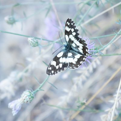 DAMBORDJE - Melanargia galathea - DAMBORDJE - DEMI-DEUIL