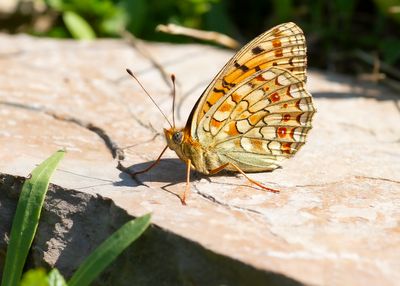 NIOBE FRITILLARY - Fabriciana niobe - DUINPARELMOERVLINDER