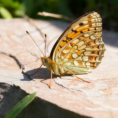 NIOBE FRITILLARY - Fabriciana niobe - DUINPARELMOERVLINDER