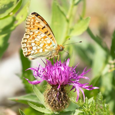 NIOBE FRITILLARY - Fabriciana niobe - DUINPARELMOERVLINDER