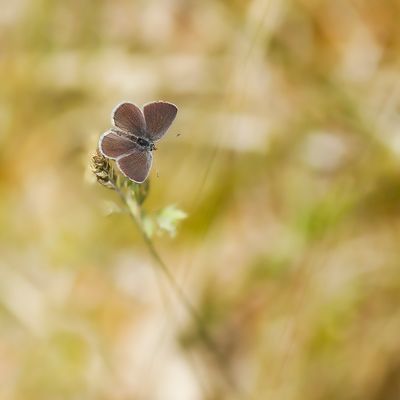 DWERGBLAUWTJE - Cupido minimus - SMALL BLUE - ARGUS FRÊLE