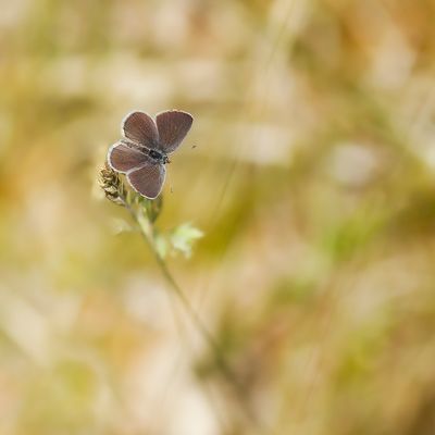 SMALL BLUE - Cupido minimus - DWERGBLAUWTJE