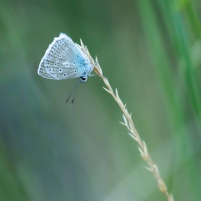 GETAND BLAUWTJE - Polyommatus daphnis - MELEAGER'S BLUE - AZURÉ DE L'OROBE