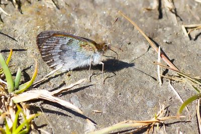 WESTELIJKE GLANSEREBIA - Erebia arvernensis - WESTERN BRASSY RINGLET - MOIRÉ LUSTRÉ
