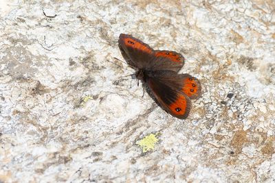 MARMEREREBIA - Erebia montana - MARBLED RINGLET - MOIRÉ STRIOLÉ