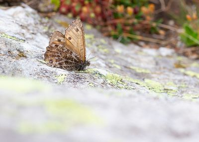 GLETSJERVLINDER - Oeneis glacialis - ALPINE GREYLING - CHAMOISÉ ALPIN