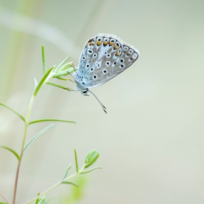 GROOT TRAGANTBLAUWTJE - Polyommatus escheri - ESCHER'S BLUE - AZURÉ D'ESCHER