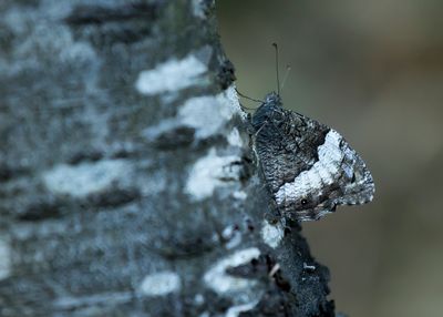 GROTE BOSWACHTER - Hipparchia fagi - WOODLAND GREYLING - SYLVANDRE