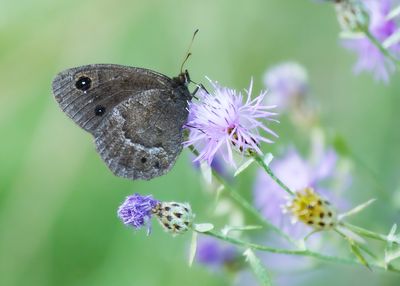 GROTE SATERZANDOOG - Satyrus ferula - GREAT SOOTY SATYR - GRANDE CORONIDE
