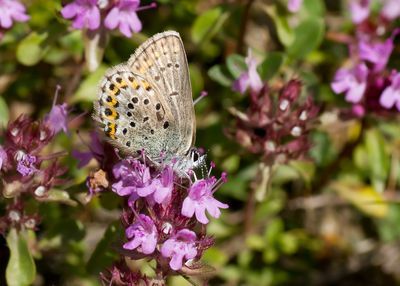 VALS HEIDEBLAUWTJE - Plebejus idas - IDAS BLUE - MOYEN ARGUS