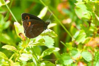 ZOMEREREBIA - Erebia aethiops - SCOTCH ARGUS - MOIRÉ SYLVICOLE