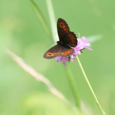 GROTE EREBIA - Erebia euryale -  LARGE RINGLET - MOIRÉ FRANCHE PIE
