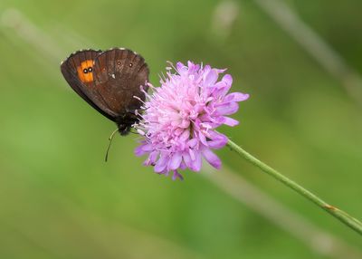 GROTE EREBIA - Erebia euryale -  LARGE RINGLET - MOIRÉ FRANCHE PIE