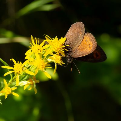 LARGE RINGLET - Erebia euryale - GROTE EREBIA