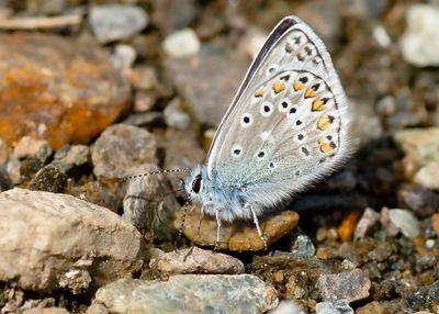 VLAGGEWIKKEBLAUWTJE - Polyommatus eros - EROS BLUE - AZURÉ DE L'OXYTROPIDE