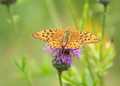 BOSRANDPARELMOERVLINDER - Fabriciana adippe - HIGH BROWN FRITILLARY - MOYEN NACRÉ