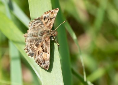 MALLOW SKIPPER - Carcharodus alceae - KAASJESKRUIDDIKKOPJE