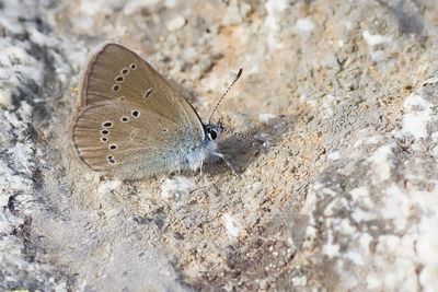 MAZARINE BLUE - Cyaniris semiargus - KLAVERBLAUWTJE