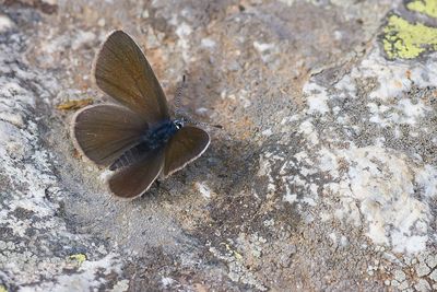  KLAVERBLAUWTJE - Cyaniris semiargus - MAZARINE BLUE - DEMI ARGUS