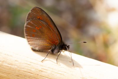 LESSER MOUNTAIN RINGLET - Erebia melampus - KLEINE BERGEREBIA