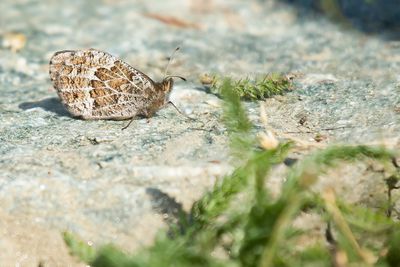 MARMEREREBIA - Erebia montana - MARBLED RINGLET - MOIRÉ STRIOLÉ