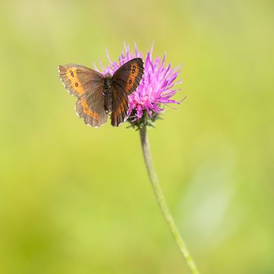  BOSEREBIA - Erebia ligea - ARRAN BROWN - MOIRÉ BLANC-FASCIÉ