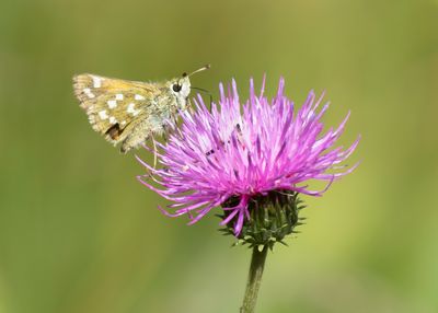 SILVER-SPOTTED SKIPPER - Hesperia comma - KOMMAVLINDER