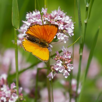 SCARCE COPPER - Lycaena virgaureae - MORGENROOD