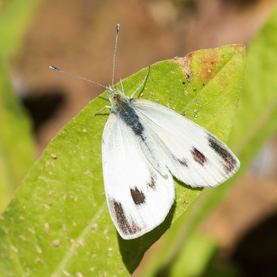 SCHEEFBLOEMWITJE - Pieris mannii - SOUTHERN SMALL WHITE - PIÉRIDE DE L'IBÉRIDE
