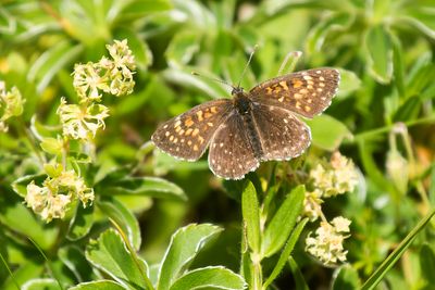 WOUDPARELMOERVLINDER - Melitaea diamina - FALSE HEATH FRITILLARY - MÉLITÉE NOIRÂTRE