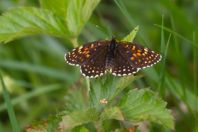 WOUDPARELMOERVLINDER - Melitaea diamina - FALSE HEATH FRITILLARY - MÉLITÉE NOIRÂTRE