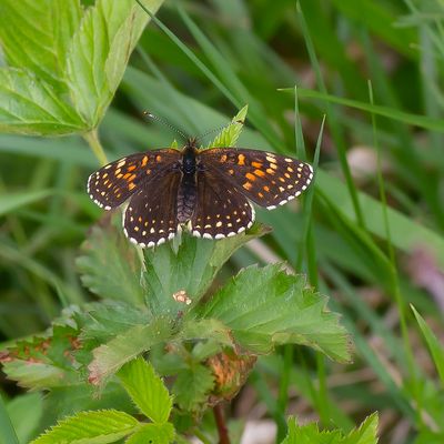 WOUDPARELMOERVLINDER - Melitaea diamina - FALSE HEATH FRITILLARY - MÉLITÉE NOIRÂTRE