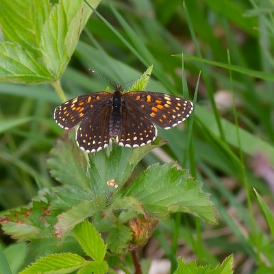 FALSE HEATH FRITILLARY - Melitaea diamina - WOUDPARELMOERVLINDER