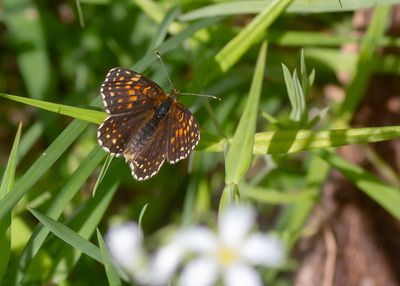 WOUDPARELMOERVLINDER - Melitaea diamina - FALSE HEATH FRITILLARY - MÉLITÉE NOIRÂTRE
