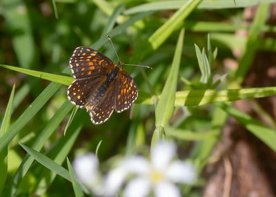 FALSE HEATH FRITILLARY - Melitaea diamina - WOUDPARELMOERVLINDER