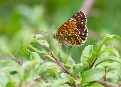 FALSE HEATH FRITILLARY - Melitaea diamina - WOUDPARELMOERVLINDER