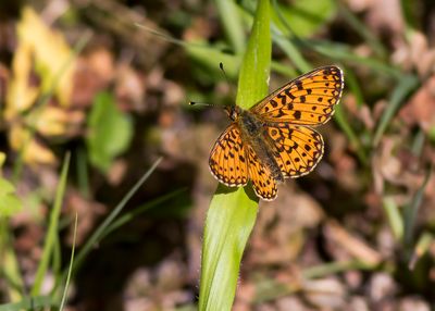 SMALL PEARL-BORDERED FRITILLARY - Boloria selene - ZILVEREN MAAN