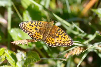 SMALL PEARL-BORDERED FRITILLARY - Boloria selene - ZILVEREN MAAN