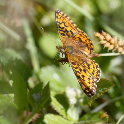 SMALL PEARL-BORDERED FRITILLARY - Boloria selene - ZILVEREN MAAN