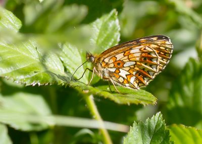 ZILVEREN MAAN - Boloria selene - SMALL PEARL-BORDERED FRITILLARY - PETIT COLLIER ARGENTÉ