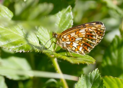 SMALL PEARL-BORDERED FRITILLARY - Boloria selene - ZILVEREN MAAN